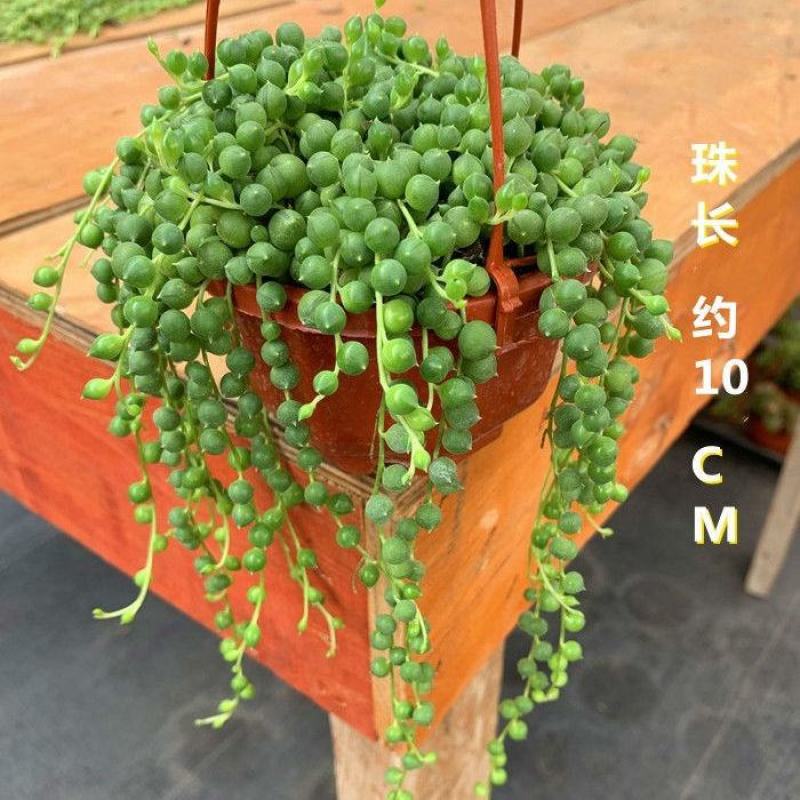 多肉植物佛珠吊兰情人泪珍珠吊兰花卉室内绿色盆栽吸甲醛