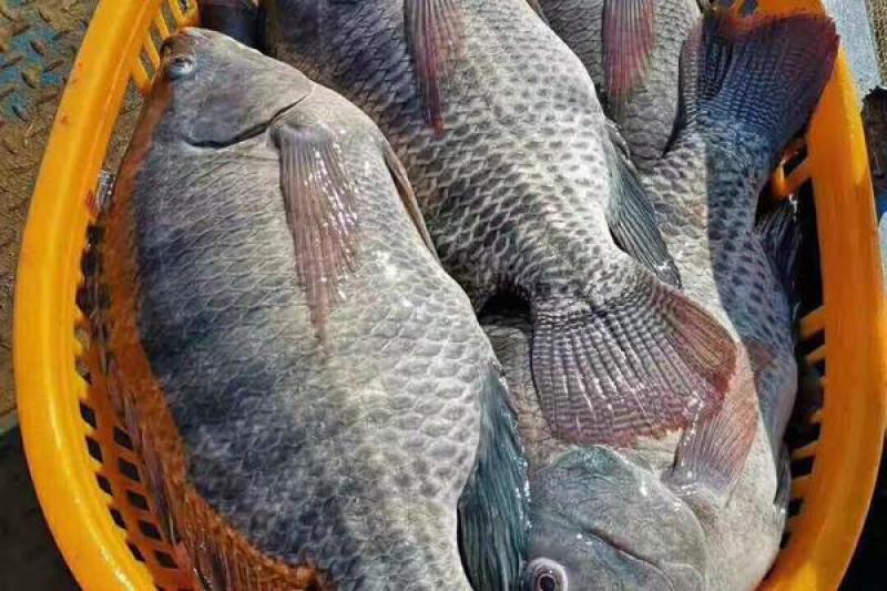 海南罗非鱼长期大量出售