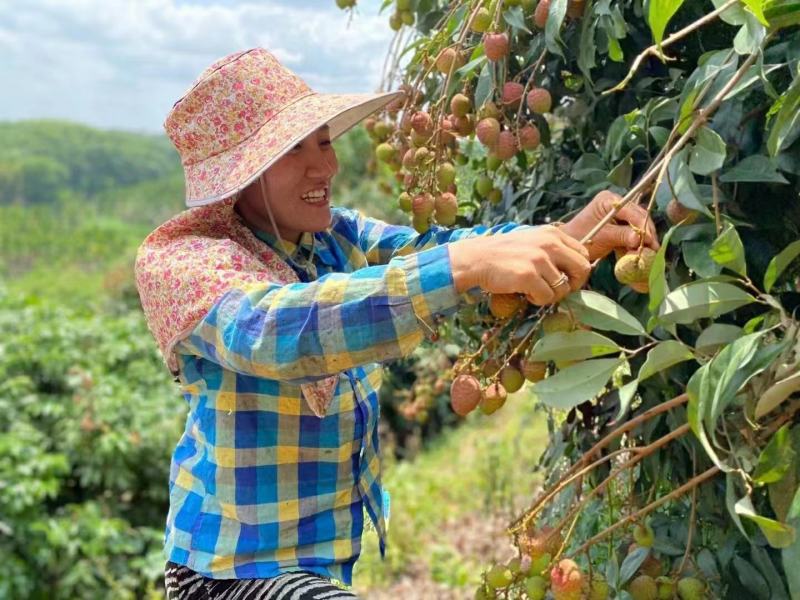 【顺丰包邮】海南妃子笑老树荔枝一件代发对接直播团购批发