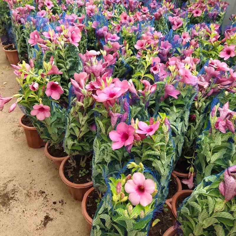 紫蝉花盆栽苗阳台庭院花朵鲜艳净化空气植物四季开花金蝉黄蝉