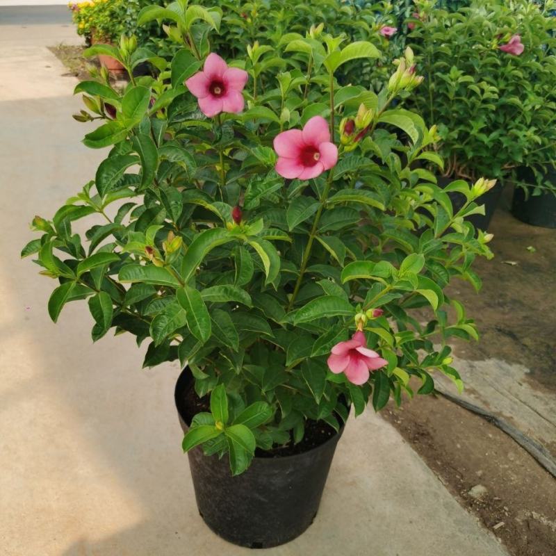 紫蝉花盆栽苗阳台庭院花朵鲜艳净化空气植物四季开花金蝉黄蝉
