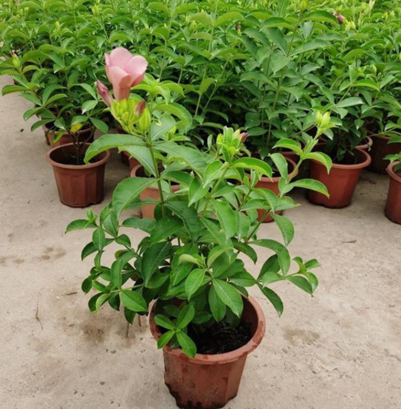 紫蝉花盆栽苗阳台庭院花朵鲜艳净化空气植物四季开花金蝉黄蝉