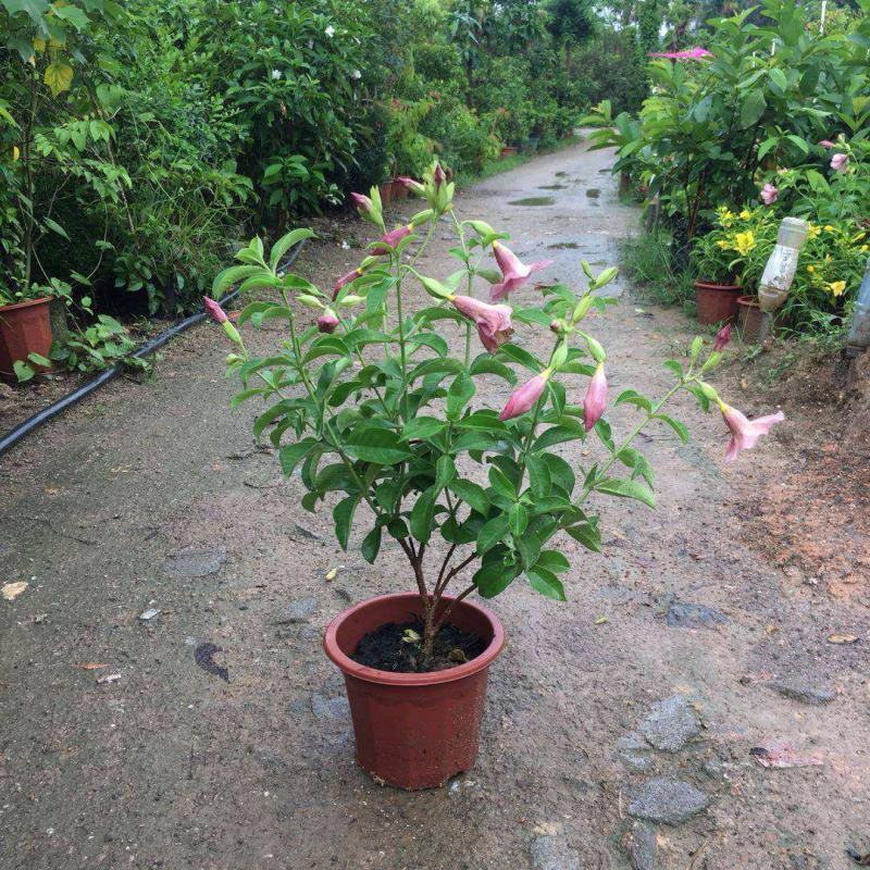 紫蝉花盆栽苗阳台庭院花朵鲜艳净化空气植物四季开花金蝉黄蝉