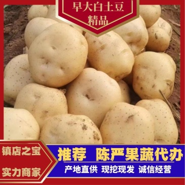 【推荐】精品辽宁绥中山地中暑土豆大量上市产地直发可视频看货