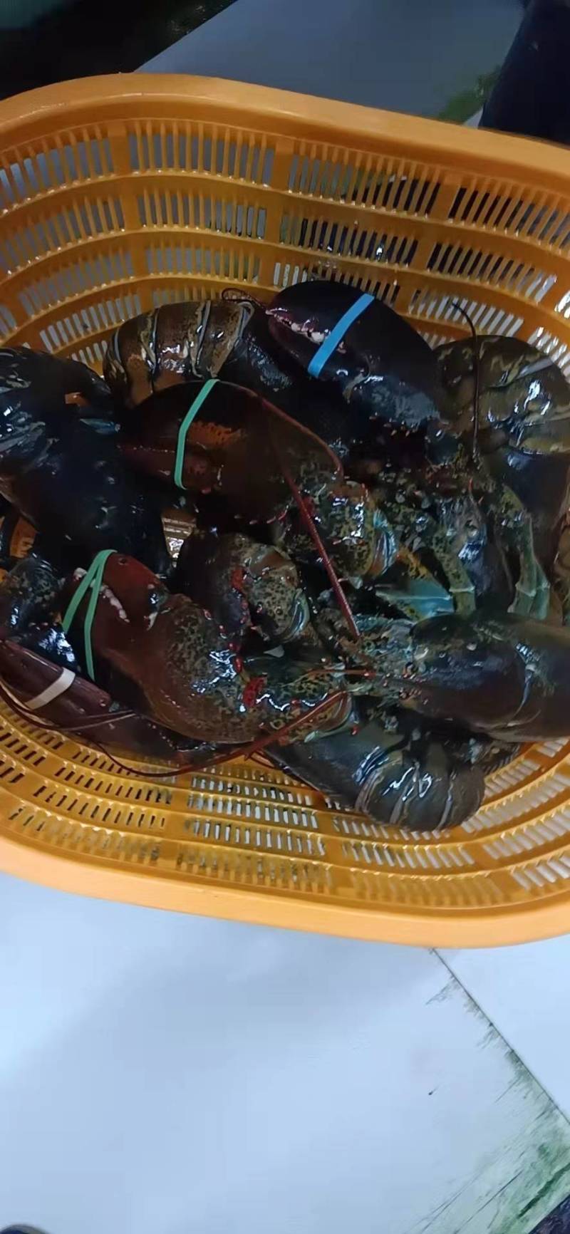 冰鲜波士顿龙虾，有量有价，保证质量靓货！