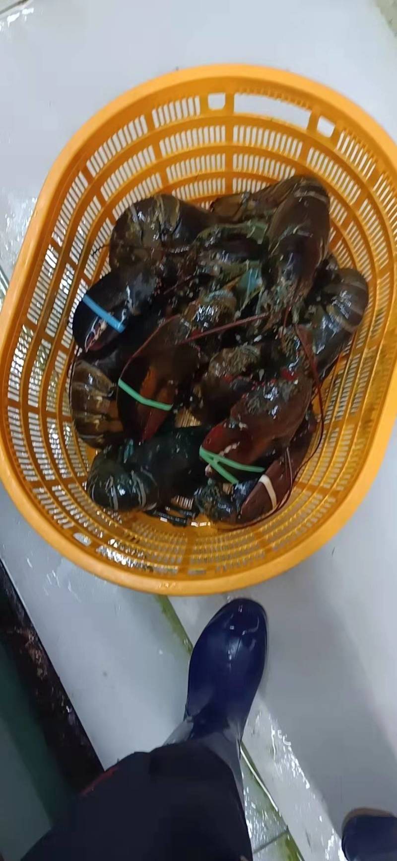 冰鲜波士顿龙虾，有量有价，保证质量靓货！