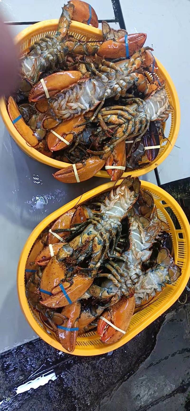 冰鲜波士顿龙虾，有量有价，保证质量靓货！
