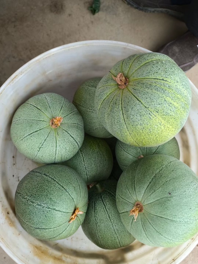 陕西渭南花蕾甜瓜新姑娘甜瓜现在各类甜瓜已经开始大量上市