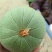 陕西渭南花蕾甜瓜新姑娘甜瓜现在各类甜瓜已经开始大量上市