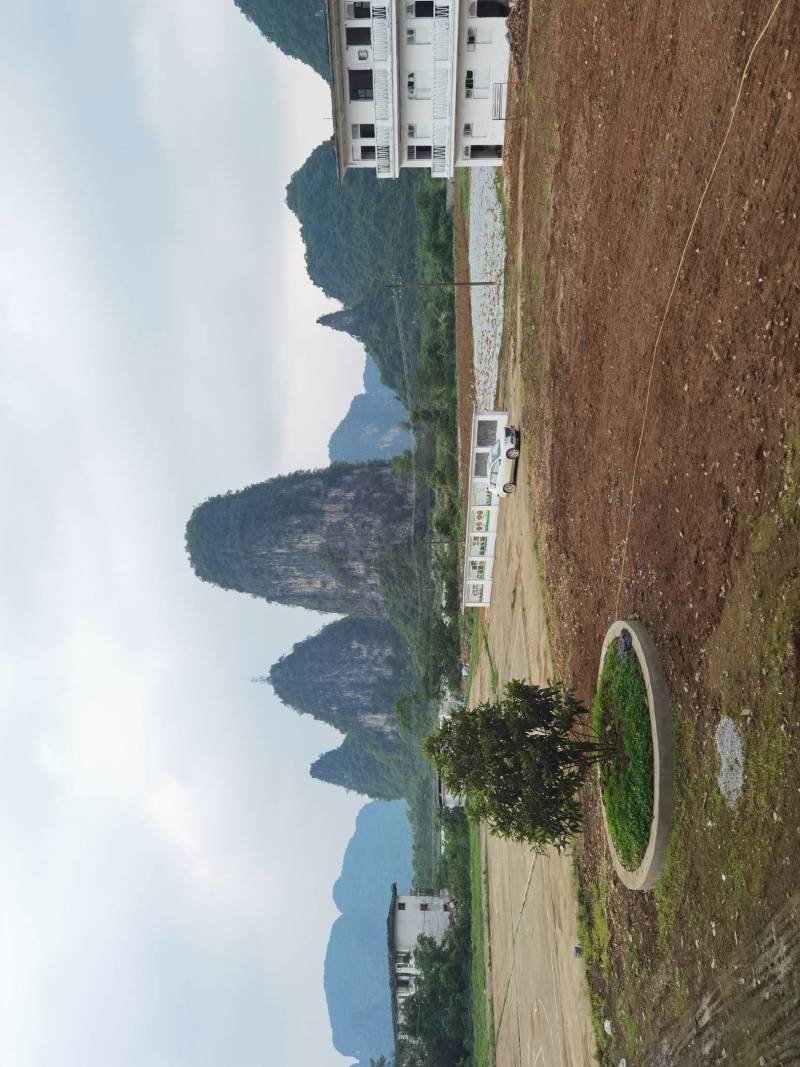 [推荐]小叶牛大力鲜薯，大量供应牛大力干片中大叶牛