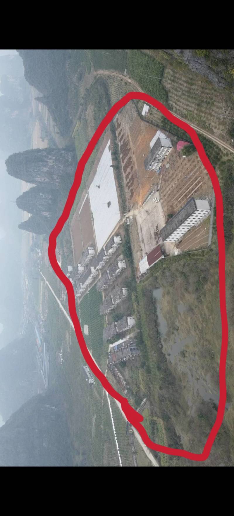 [推荐]小叶牛大力鲜薯，大量供应牛大力干片中大叶牛