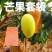 芒果套袋金煌贵妃象芒青芒专用防晒防虫防鸟保护袋
