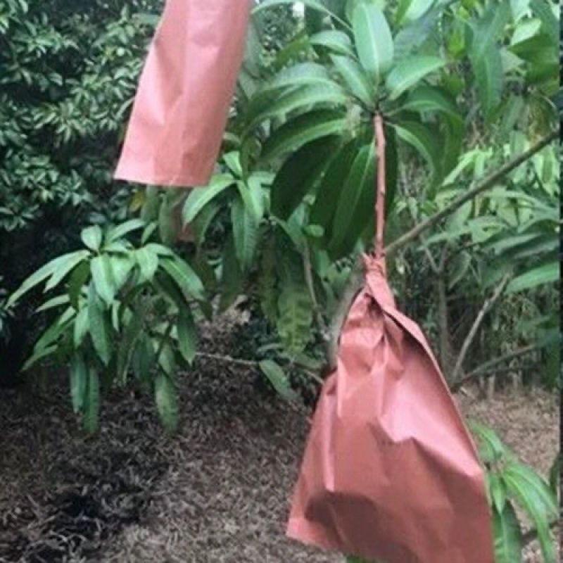 芒果套袋金煌贵妃象芒青芒专用防晒防虫防鸟保护袋