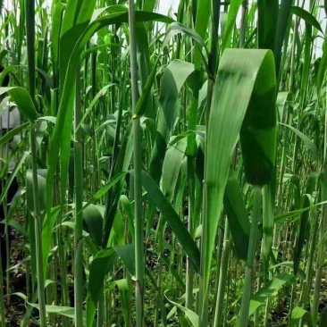 芦苇叶·端午节包粽子用的清香叶·「郑州·新乡·送货到家」