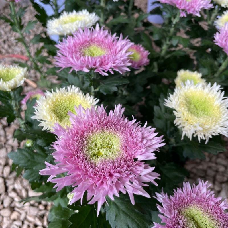 泰迪菊盆栽菊花四季开花阳台花园好养毛茸茸可爱型大花带花苞
