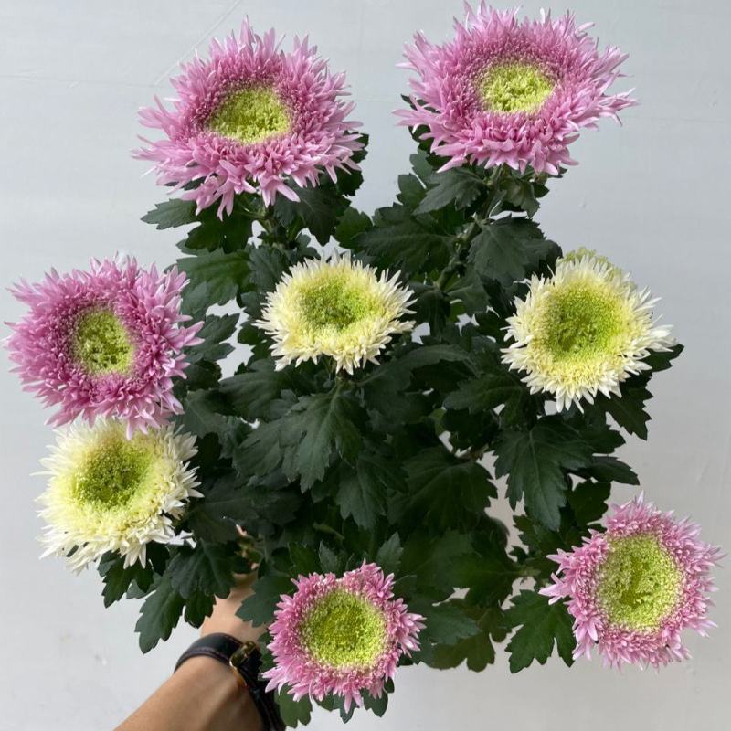 泰迪菊盆栽菊花四季开花阳台花园好养毛茸茸可爱型大花带花苞