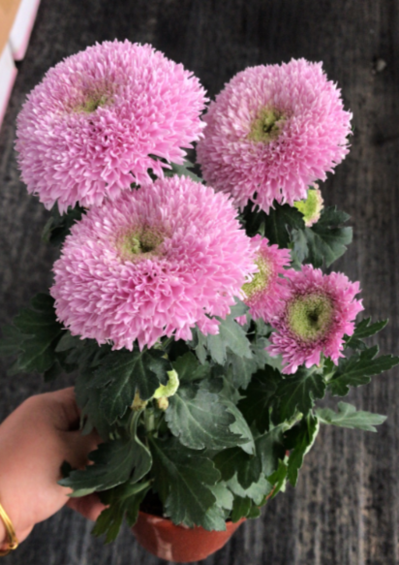 泰迪菊盆栽菊花四季开花阳台花园好养毛茸茸可爱型大花带花苞