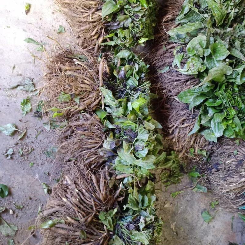紫花百部露天老苗成活率高