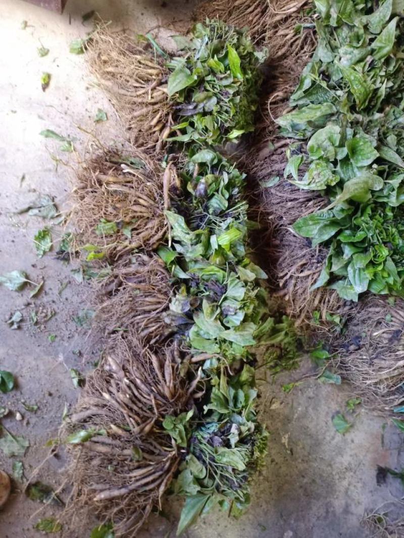 紫花百部露天老苗成活率高