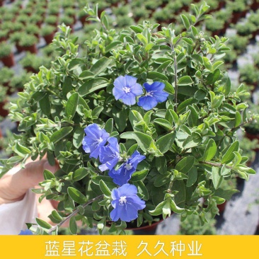 蓝星花盆栽带花苞阳台庭院花园耐热四季开花花卉垂吊好养