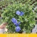 蓝星花盆栽带花苞阳台庭院花园耐热四季开花花卉垂吊好养
