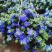 蓝星花盆栽带花苞阳台庭院花园耐热四季开花花卉垂吊好养