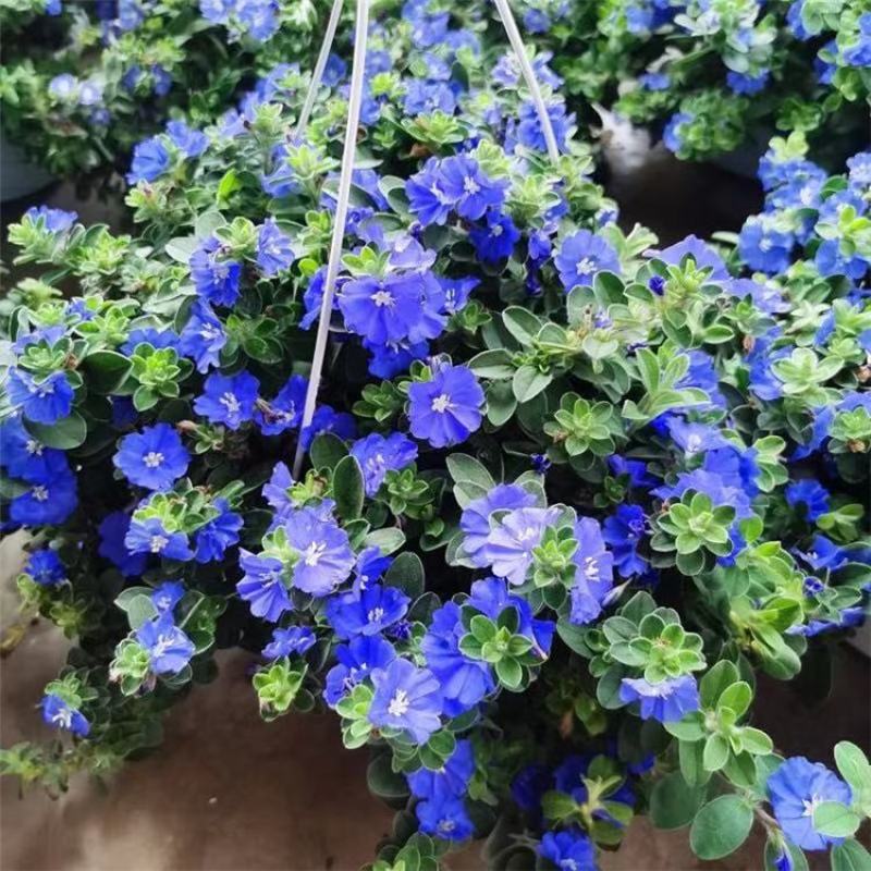 蓝星花盆栽带花苞阳台庭院花园耐热四季开花花卉垂吊好养