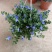 蓝星花盆栽带花苞阳台庭院花园耐热四季开花花卉垂吊好养