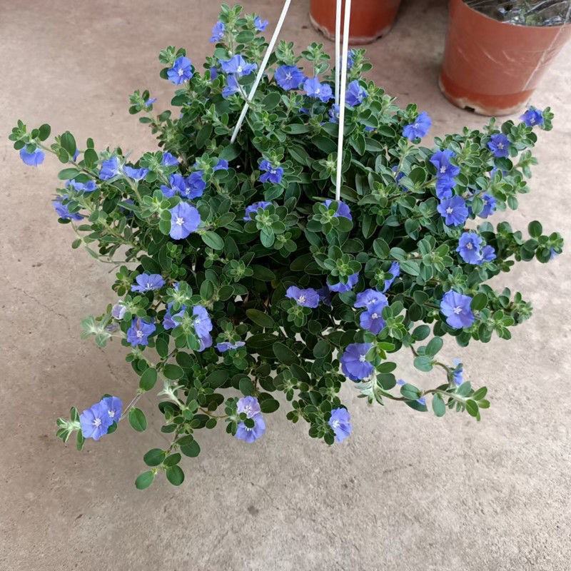 蓝星花盆栽带花苞阳台庭院花园耐热四季开花花卉垂吊好养