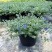 蓝星花盆栽带花苞阳台庭院花园耐热四季开花花卉垂吊好养