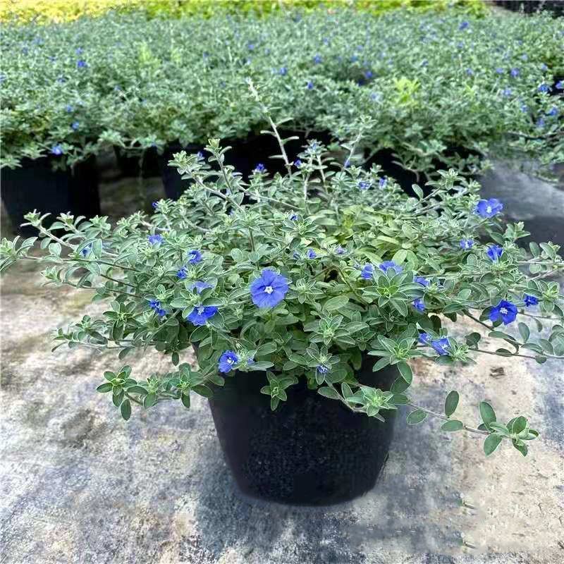 蓝星花盆栽带花苞阳台庭院花园耐热四季开花花卉垂吊好养