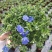 蓝星花盆栽带花苞阳台庭院花园耐热四季开花花卉垂吊好养