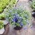 蓝星花盆栽带花苞阳台庭院花园耐热四季开花花卉垂吊好养