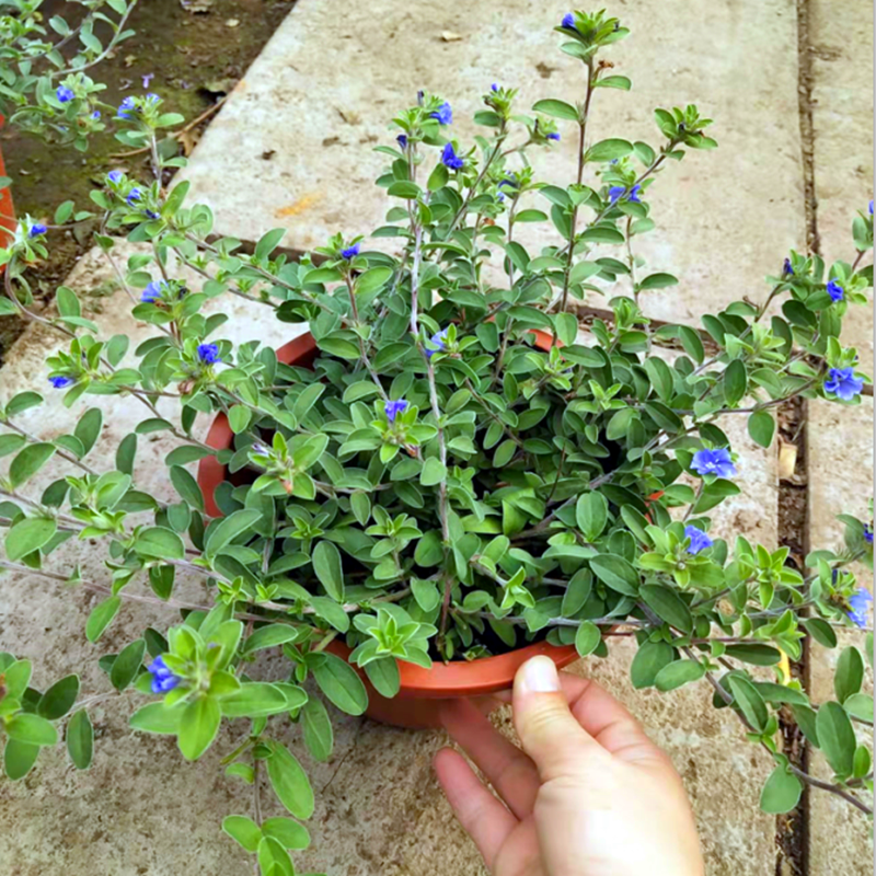 蓝星花盆栽带花苞阳台庭院花园耐热四季开花花卉垂吊好养