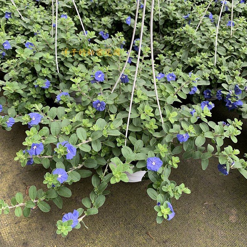 蓝星花盆栽带花苞阳台庭院花园耐热四季开花花卉垂吊好养