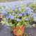 蓝星花盆栽带花苞阳台庭院花园耐热四季开花花卉垂吊好养