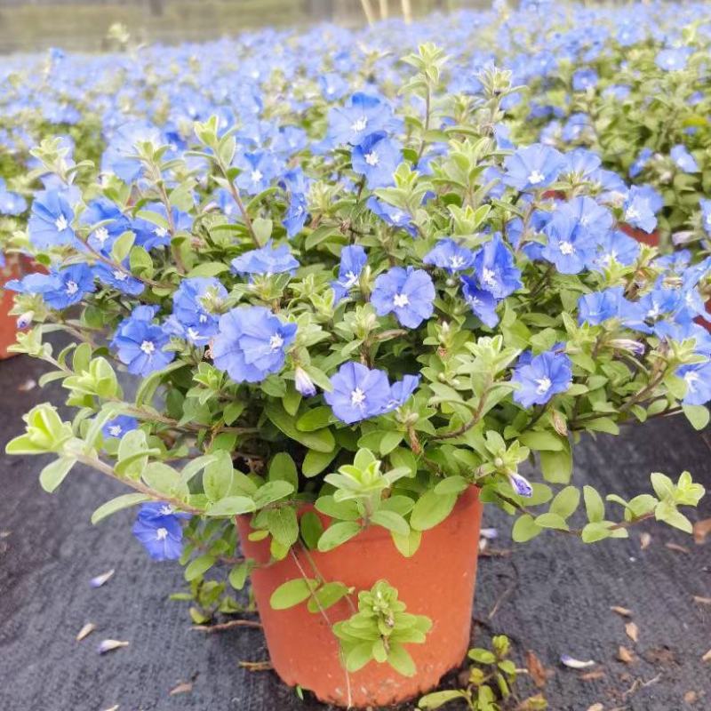 蓝星花盆栽带花苞阳台庭院花园耐热四季开花花卉垂吊好养