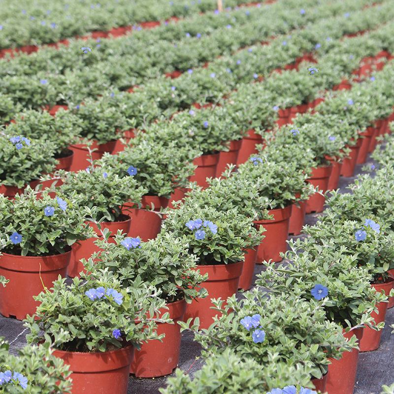 蓝星花盆栽带花苞阳台庭院花园耐热四季开花花卉垂吊好养