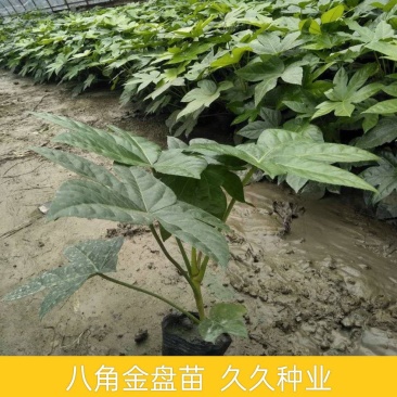 八角金盘树苗盆栽绿化专用苗四季常青耐阴耐寒庭院室外