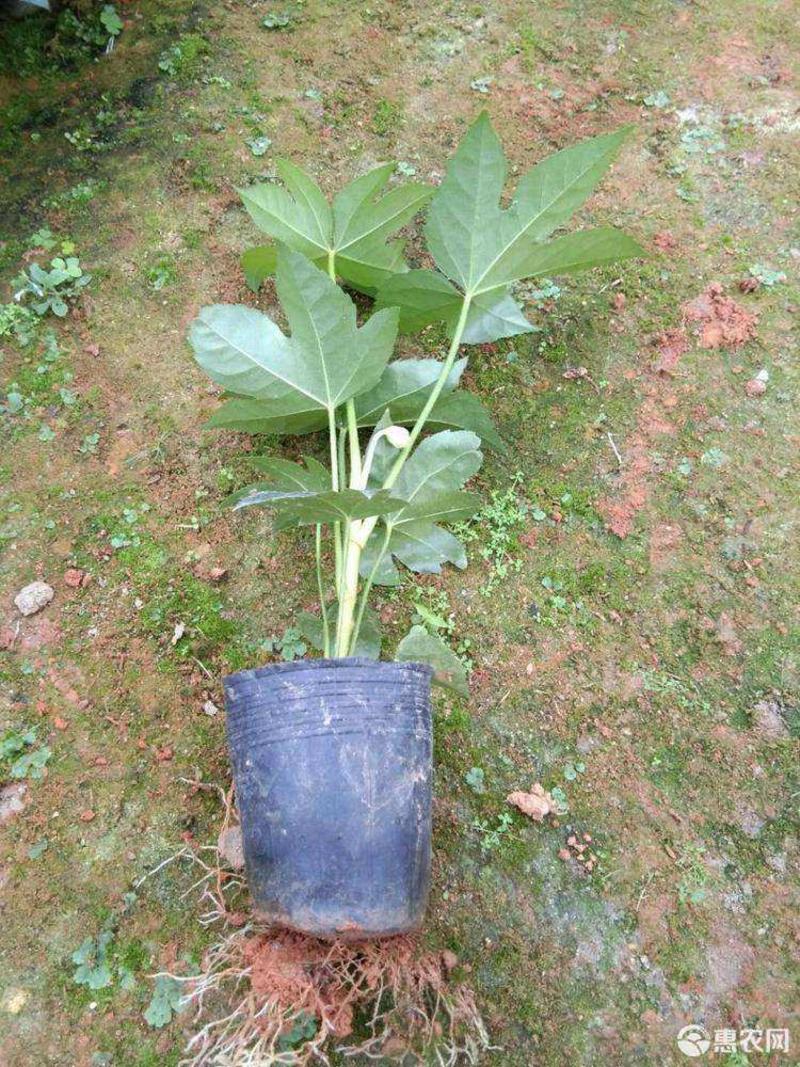 八角金盘树苗盆栽绿化专用苗四季常青耐阴耐寒庭院室外