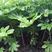 八角金盘树苗盆栽绿化专用苗四季常青耐阴耐寒庭院室外