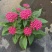 五星花盆栽庭院阳台开花植物繁星花花苗带花苞耐晒好养花园