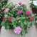 五星花盆栽庭院阳台开花植物繁星花花苗带花苞耐晒好养花园