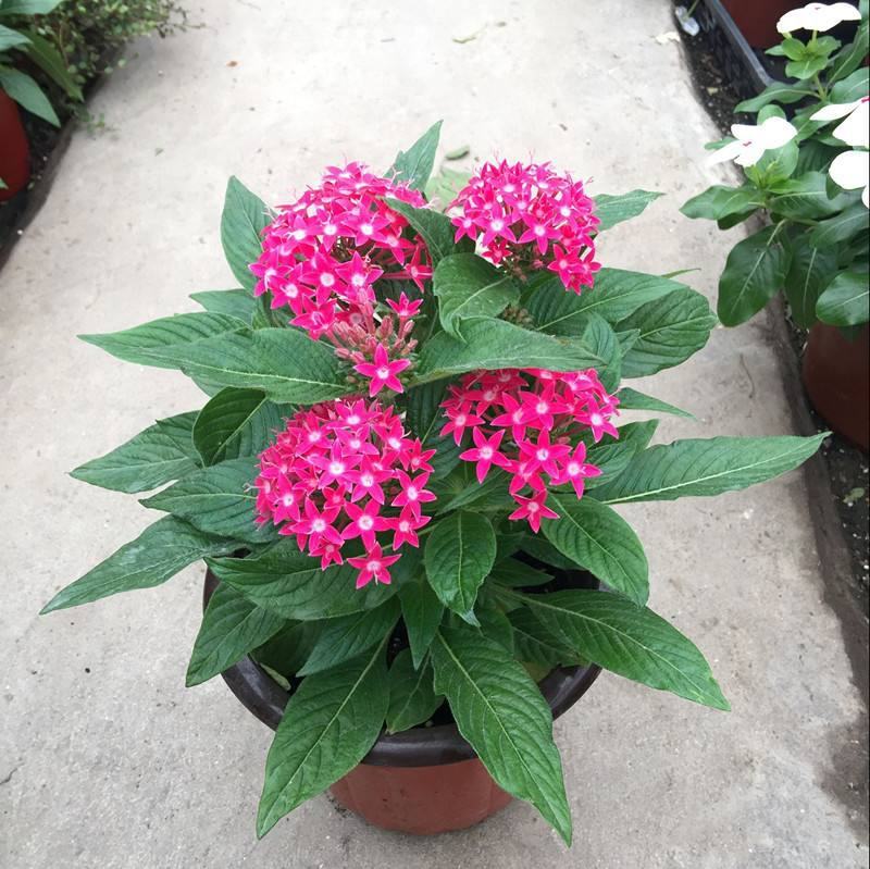 五星花盆栽庭院阳台开花植物繁星花花苗带花苞耐晒好养花园
