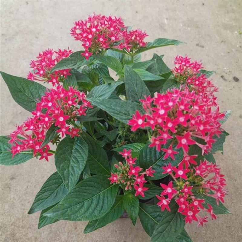 五星花盆栽庭院阳台开花植物繁星花花苗带花苞耐晒好养花园