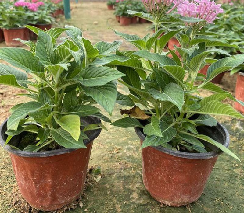 五星花盆栽庭院阳台开花植物繁星花花苗带花苞耐晒好养花园