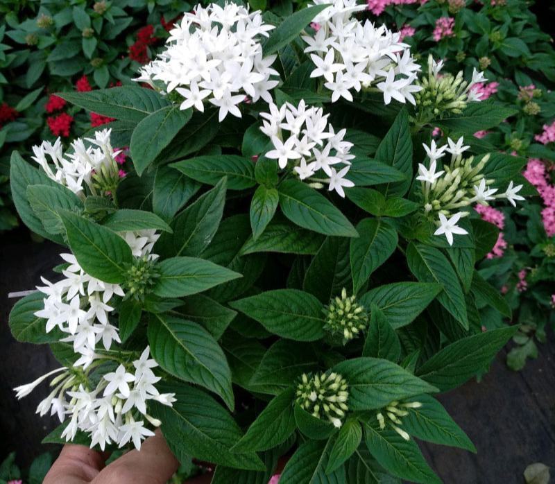 五星花盆栽庭院阳台开花植物繁星花花苗带花苞耐晒好养花园
