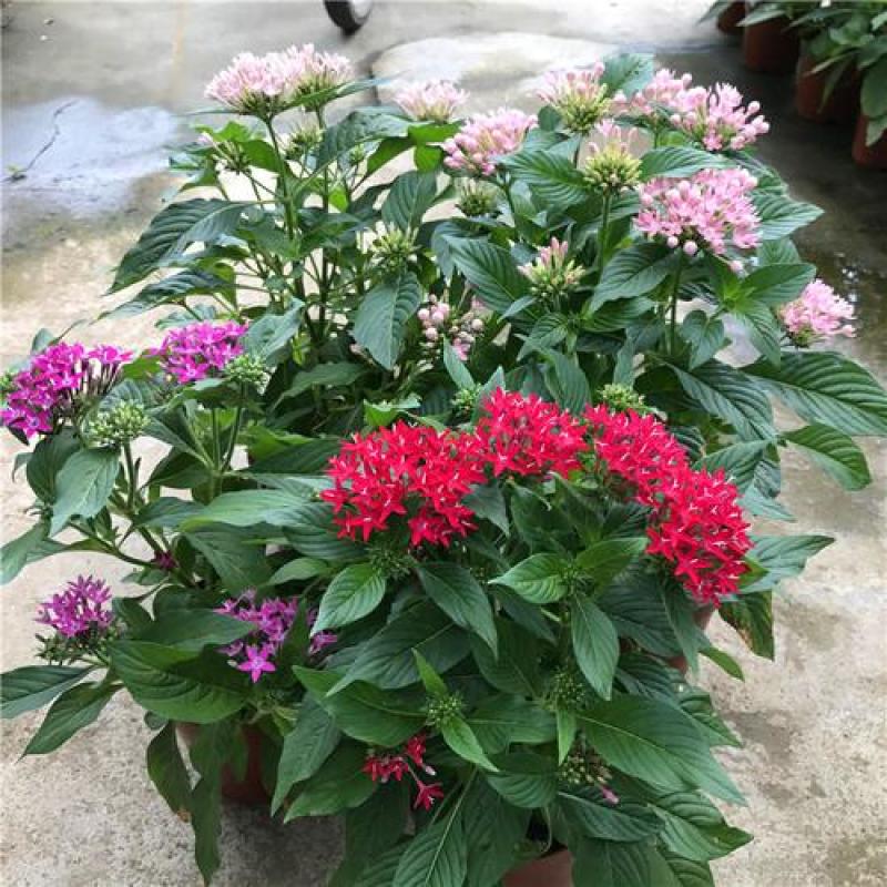 五星花盆栽庭院阳台开花植物繁星花花苗带花苞耐晒好养花园