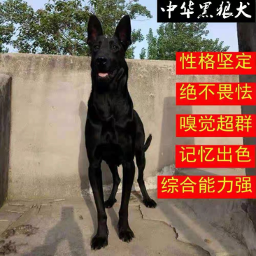 纯种黑狼犬幼犬