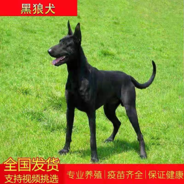 纯种黑狼犬幼犬